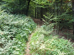 La végétation est luxuriante une fois sortie de la forêt